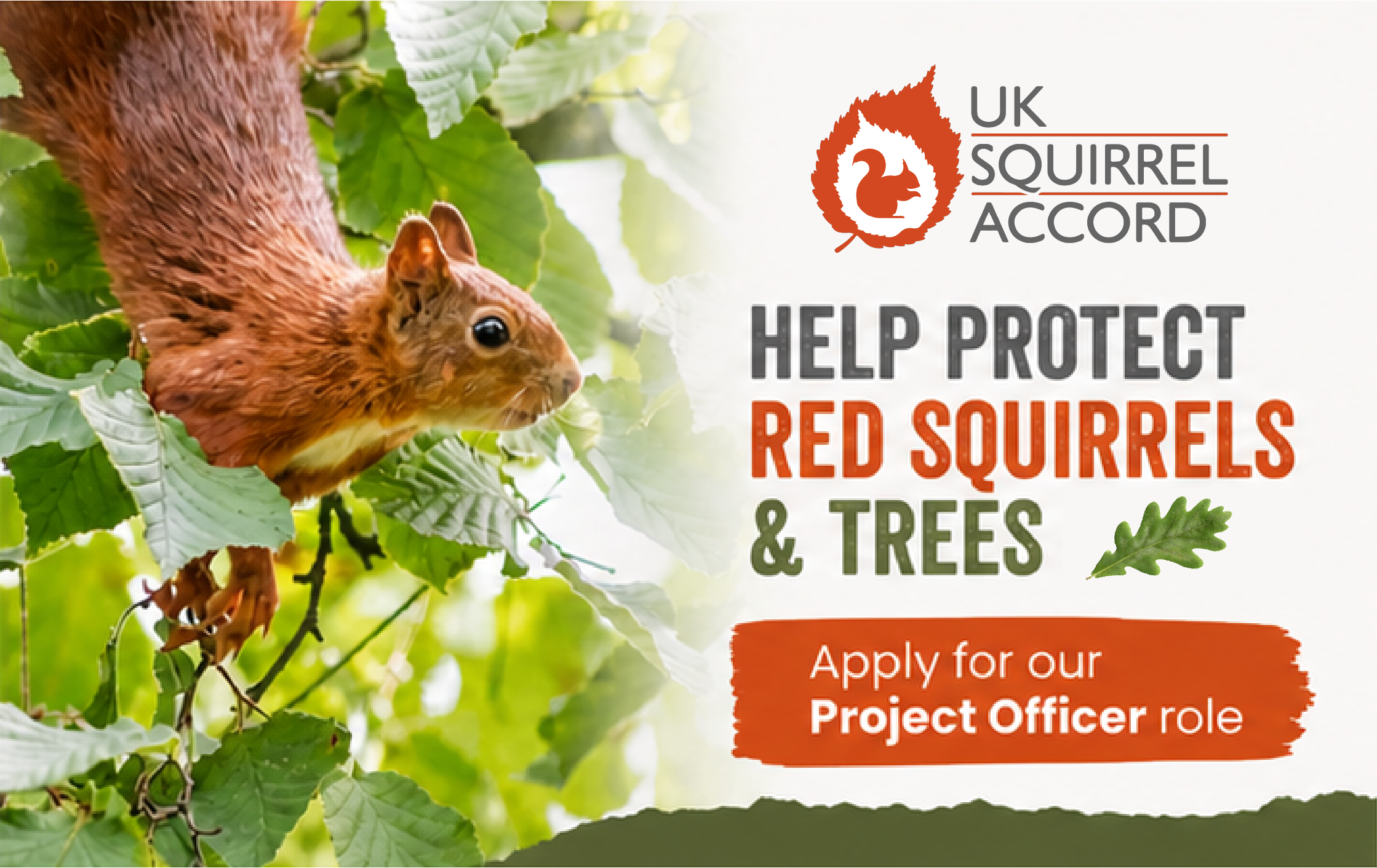 UK Squirrel Accord Project Officer application form