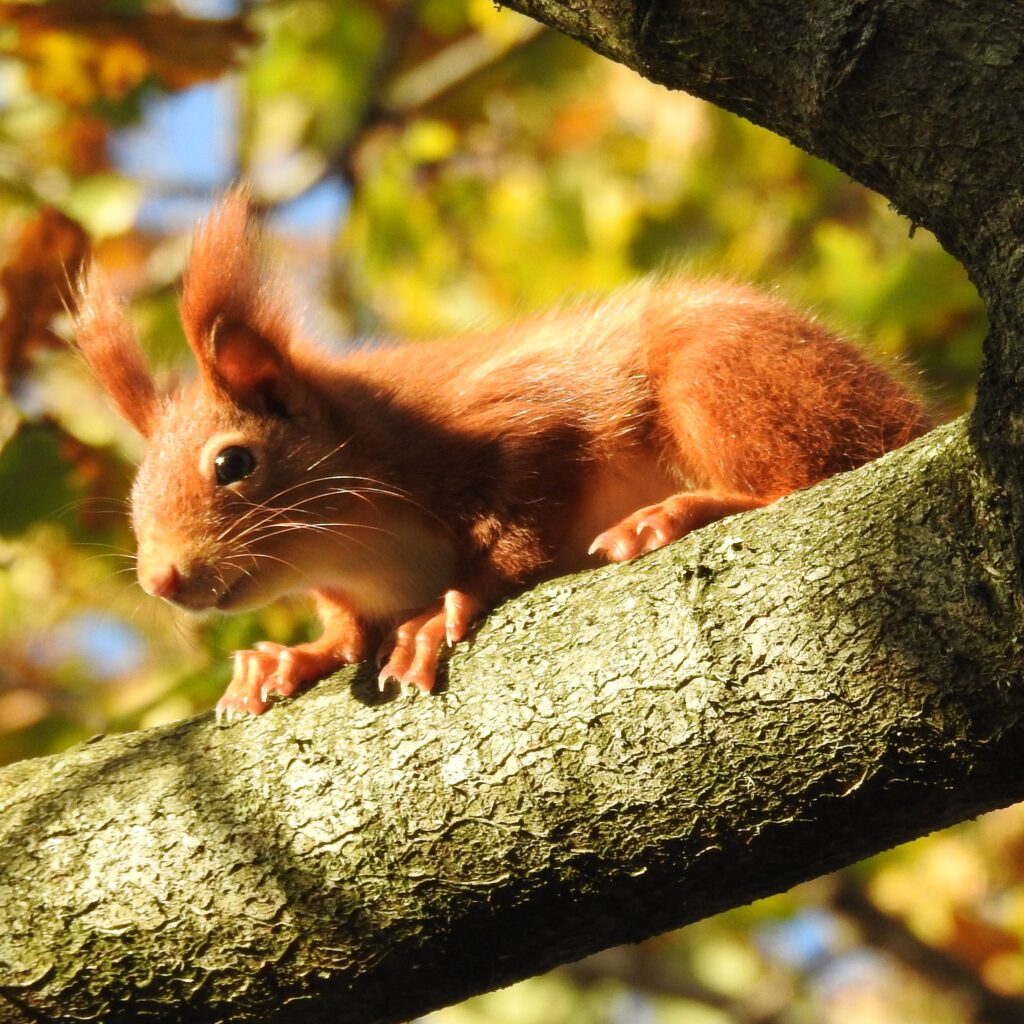Isle of Wight red squirrel successes thumbnail